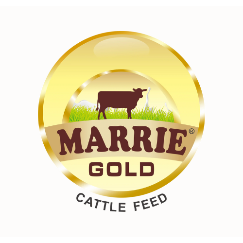 Untitled (500 x 500 px)-4